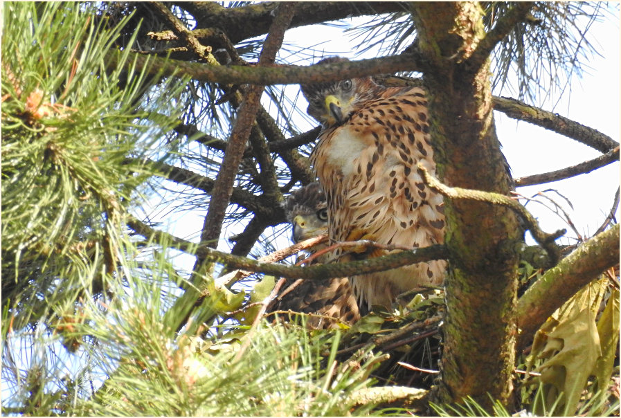 Junger Habicht im Nest