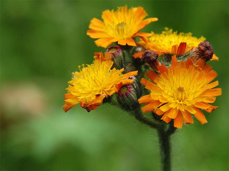 Habichtskraut (Hieracium)