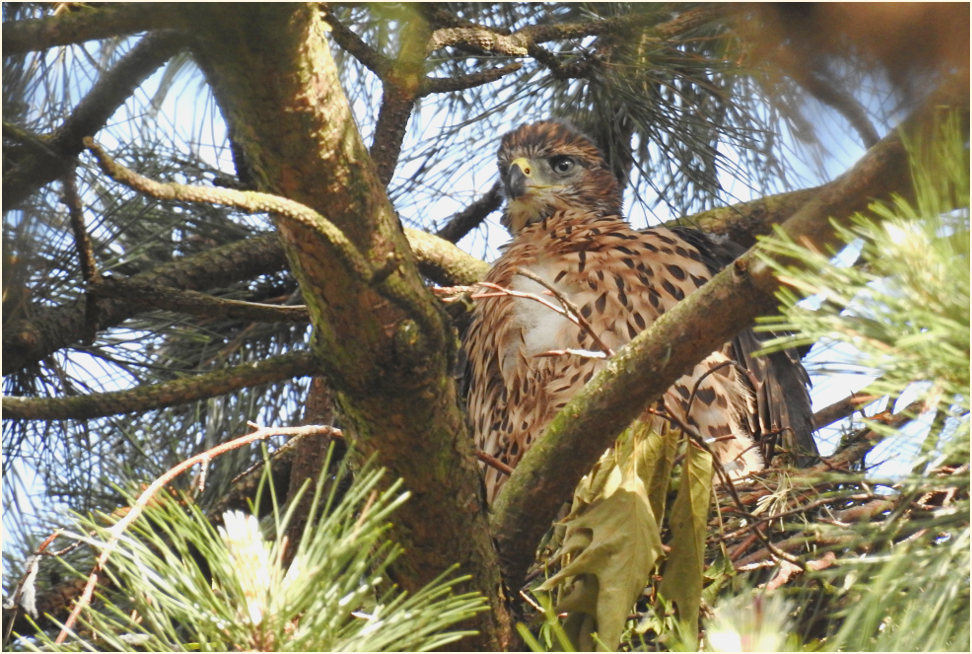 Junger Habicht im Nest