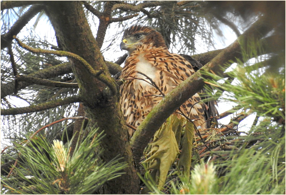 Junger Habicht im Nest