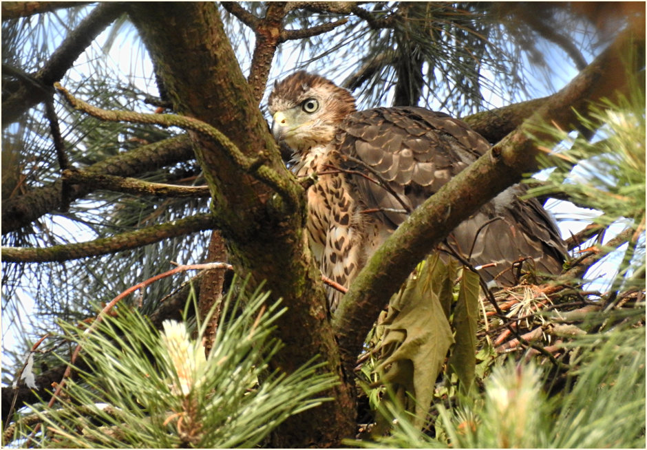 Junger Habicht im Nest