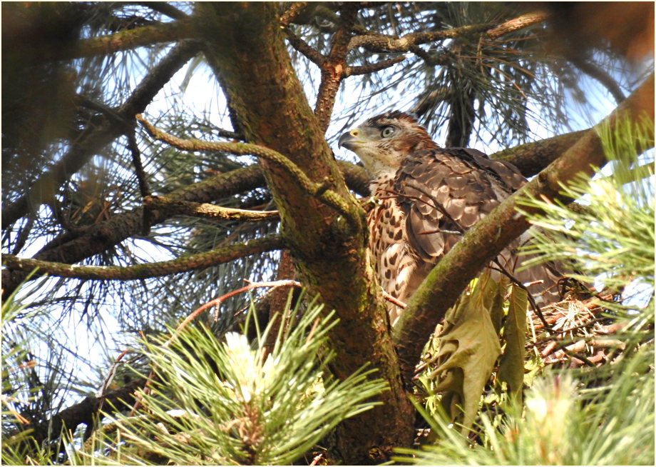 Junger Habicht im Nest