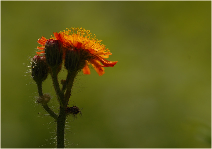 Habichtskraut (Hieracium)