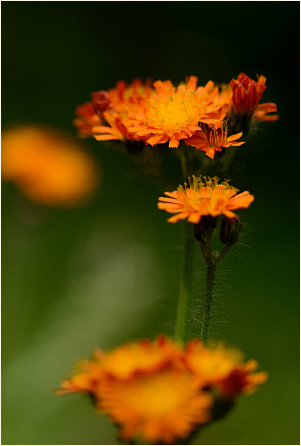 Habichtskraut (Hieracium)