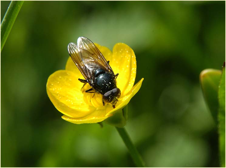 Hahnenfuß (Ranunculus)