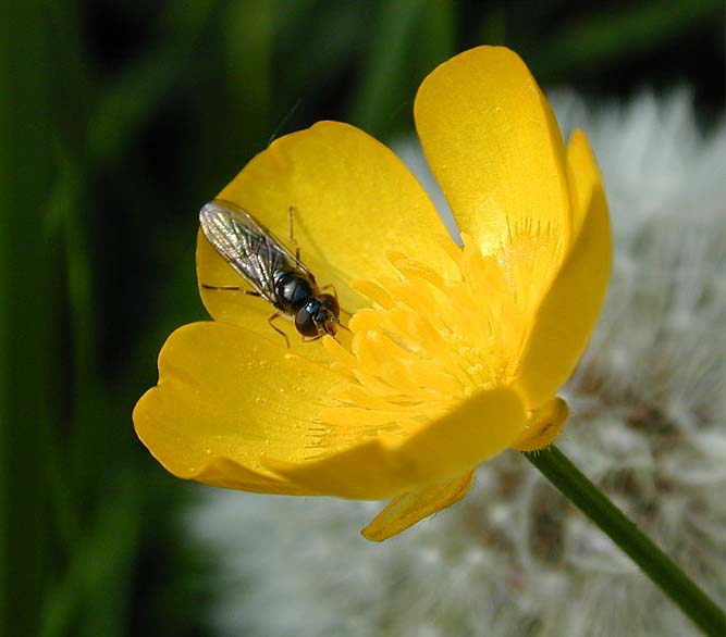 Hahnenfuß (Ranunculus)