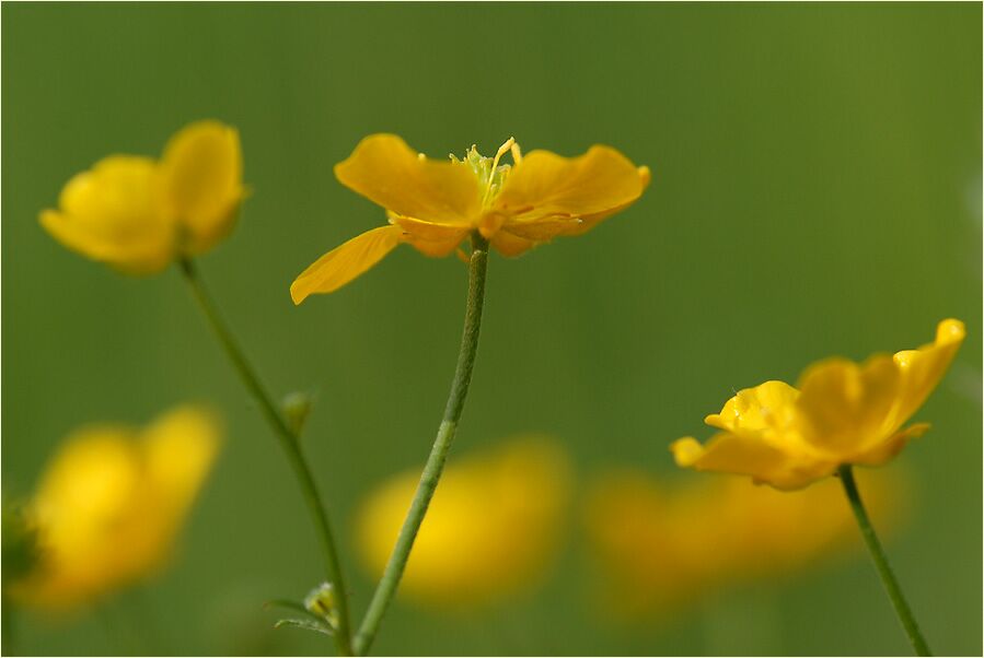 Hahnenfuß (Ranunculus)