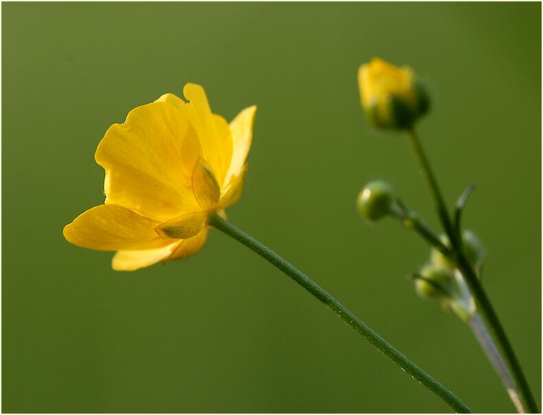 Hahnenfuß (Ranunculus)