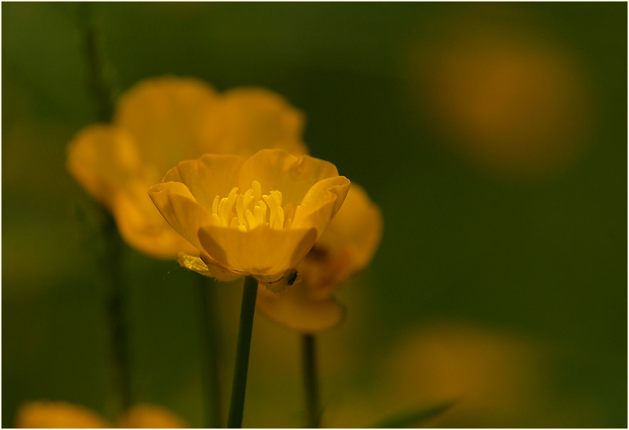 Hahnenfuß (Ranunculus)