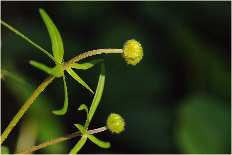 Gold-Hahnenfuß (Ranunculus auricomus agg.)