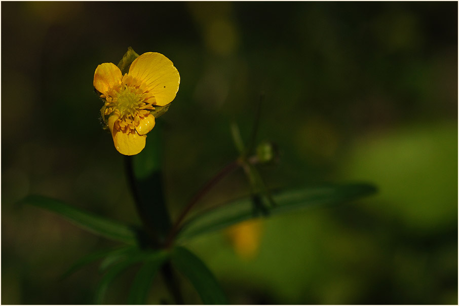 Gold-Hahnenfuß (Ranunculus auricomus agg.)