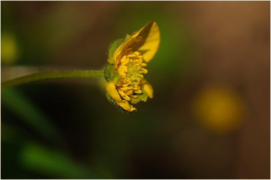 Gold-Hahnenfuß (Ranunculus auricomus agg.)