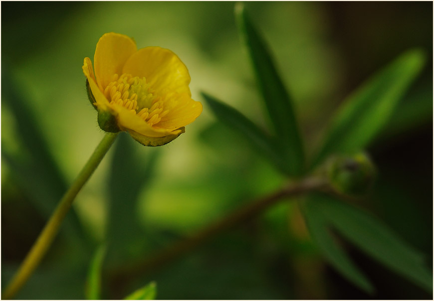 Gold-Hahnenfuß (Ranunculus auricomus agg.)