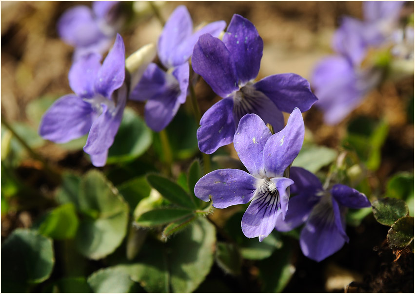 Hain-Veilchen (Viola riviniana)