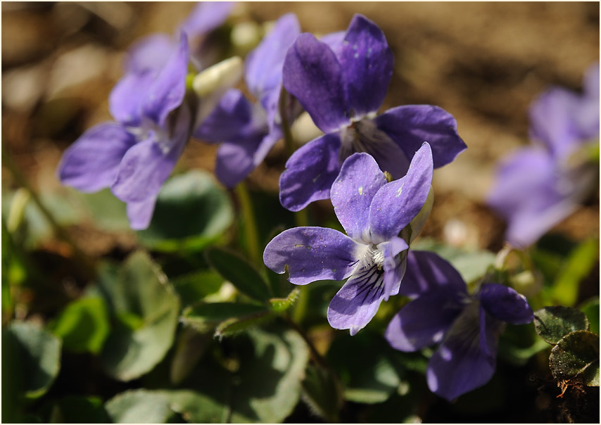 Hain-Veilchen (Viola riviniana)