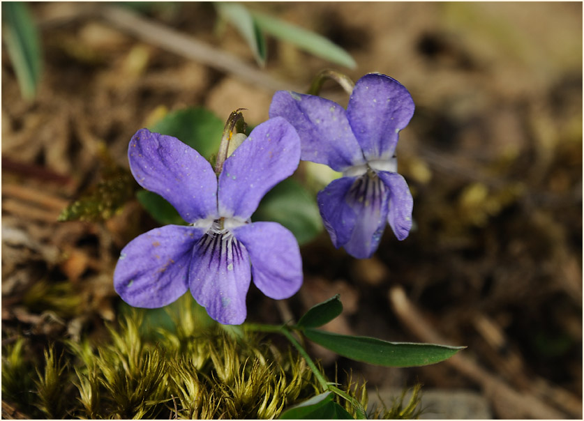 Hain-Veilchen (Viola riviniana)