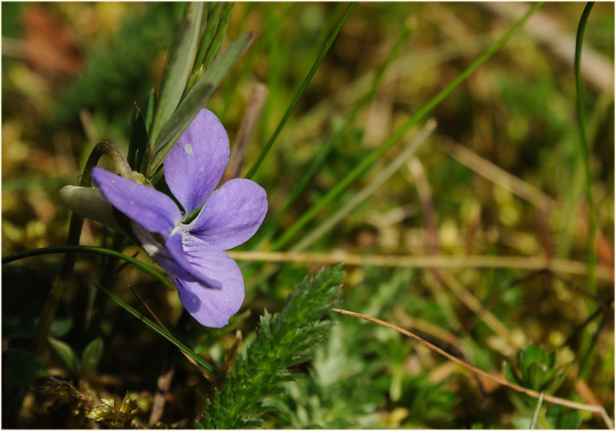 Hain-Veilchen (Viola riviniana)