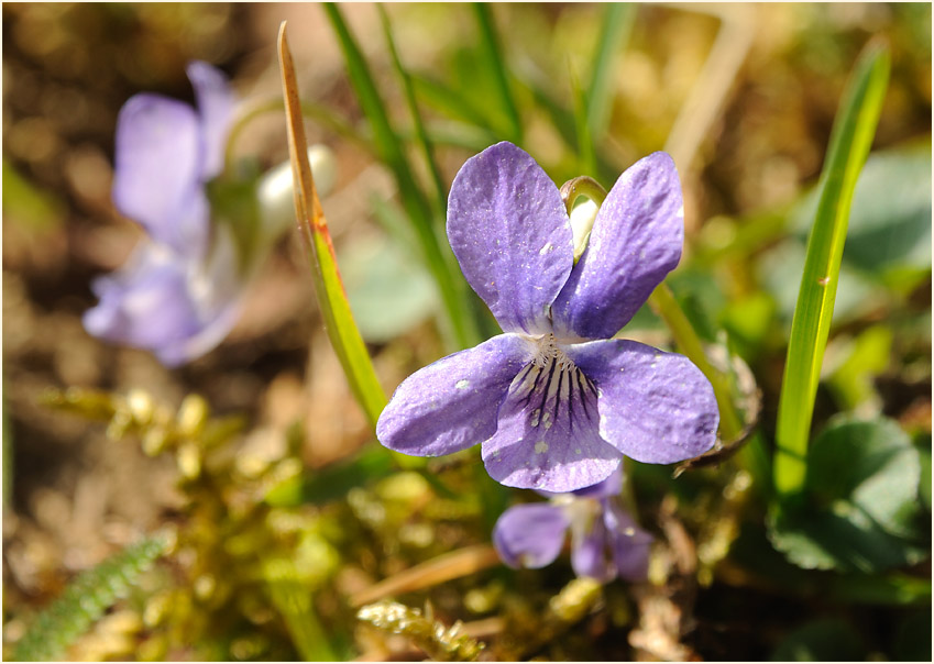 Hain-Veilchen (Viola riviniana)