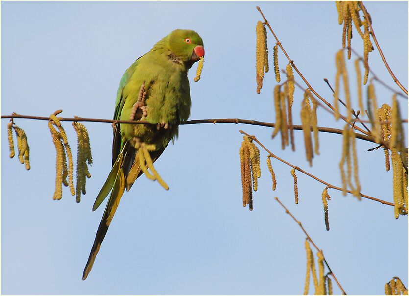 Halsbandsittich im Haselstrauch