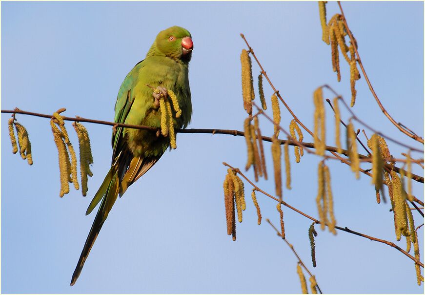 Halsbandsittich im Haselstrauch