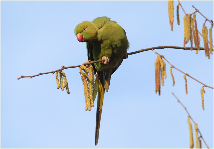 Halsbandsittich im Haselstrauch