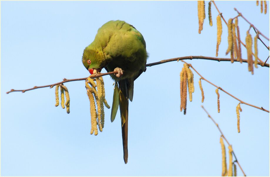 Halsbandsittich im Haselstrauch