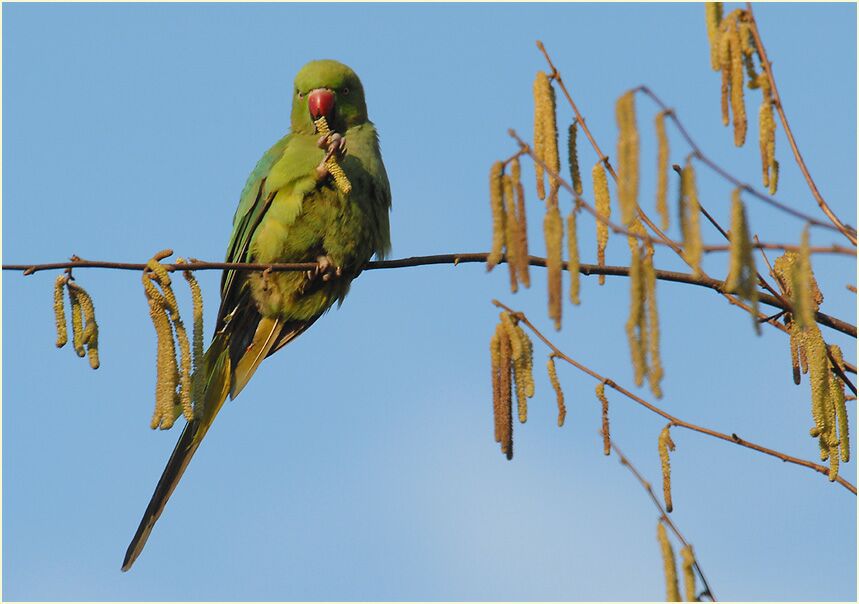 Halsbandsittich im Haselstrauch