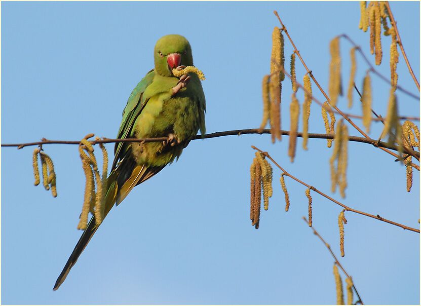 Halsbandsittich im Haselstrauch