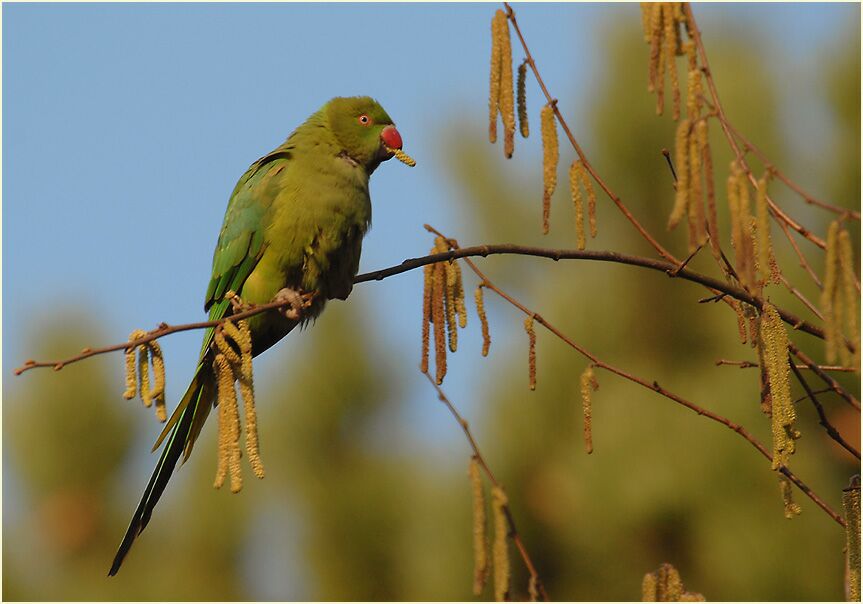 Halsbandsittich im Haselstrauch