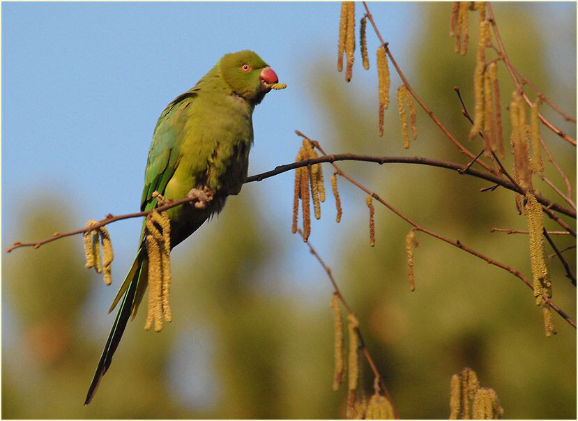 Halsbandsittich im Haselstrauch