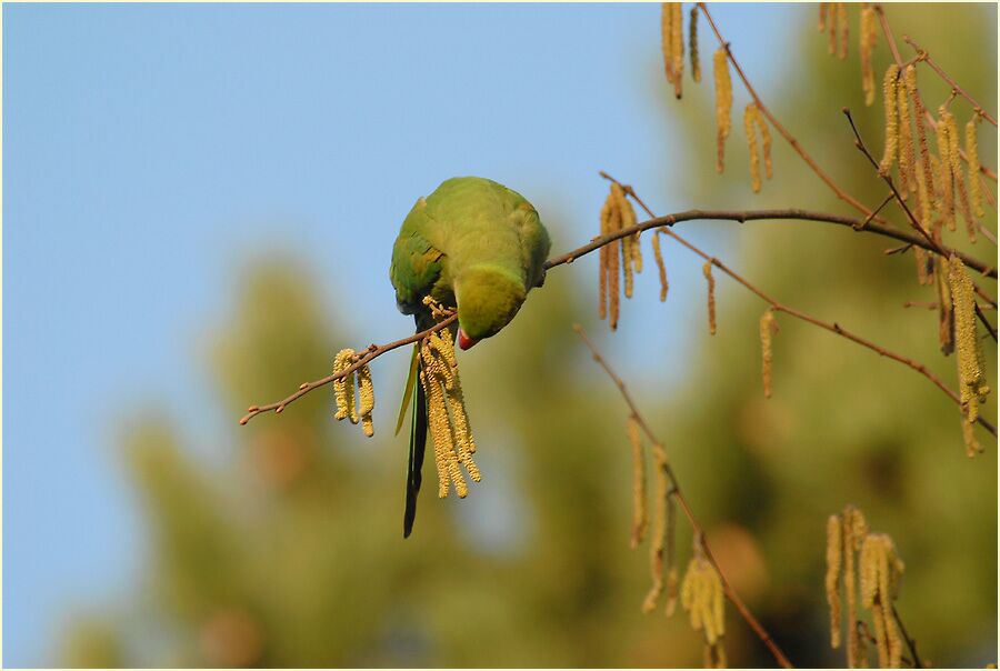 Halsbandsittich im Haselstrauch