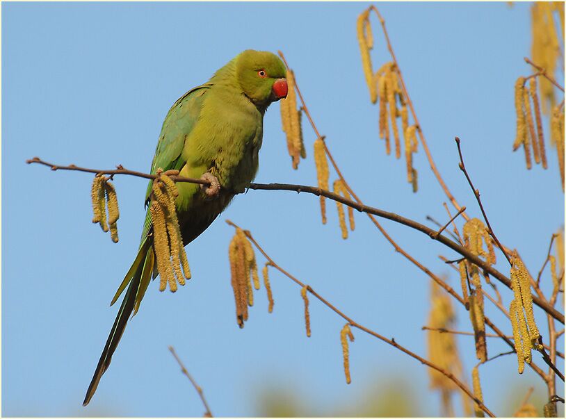 Halsbandsittich im Haselstrauch