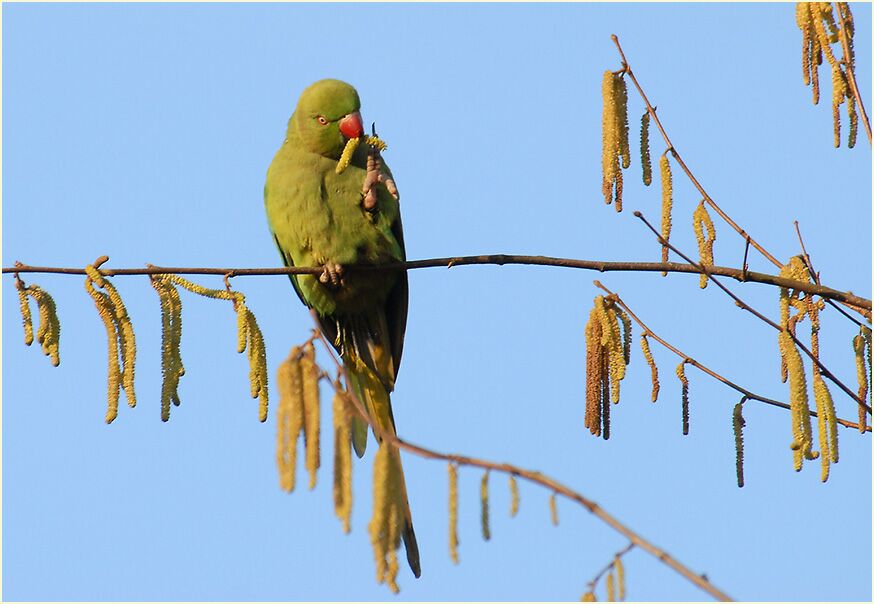 Halsbandsittich im Haselstrauch