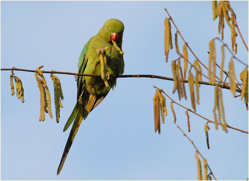 Halsbandsittich im Haselstrauch