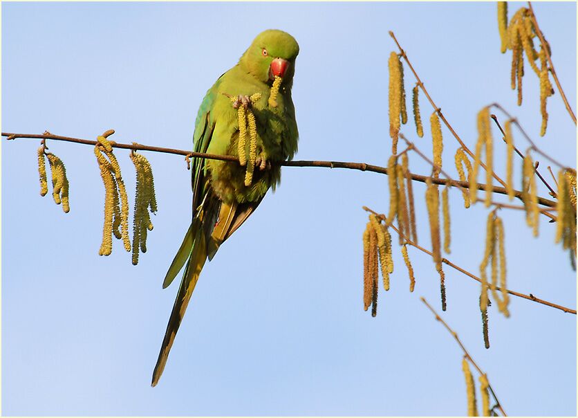 Halsbandsittich im Haselstrauch