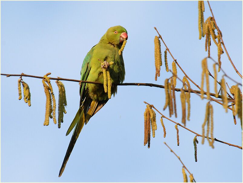 Halsbandsittich im Haselstrauch