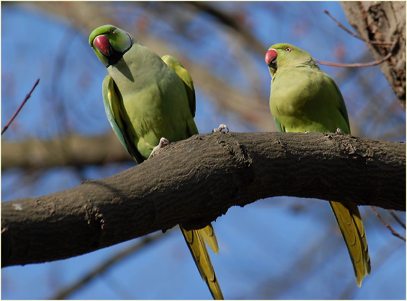 Halsbandsittichpaar