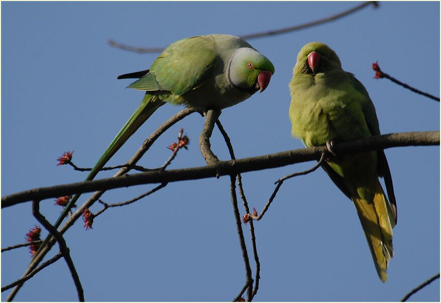 Halsbandsittichpaar