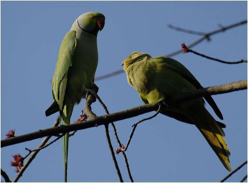 Halsbandsittichpaar