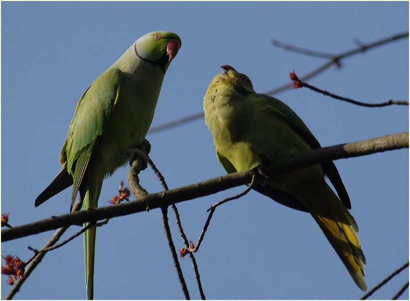 Halsbandsittichpaar
