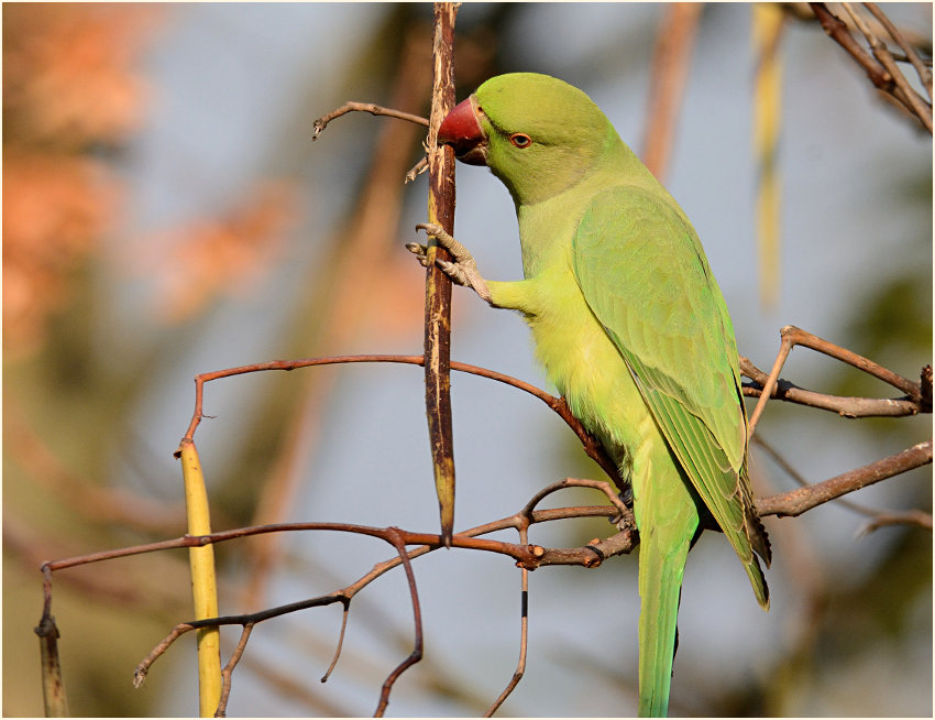 Halsbandsittich im Trompetenbaum