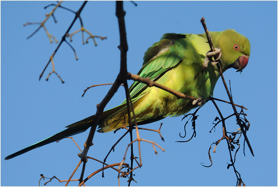 Halsbandsittich im Trompetenbaum