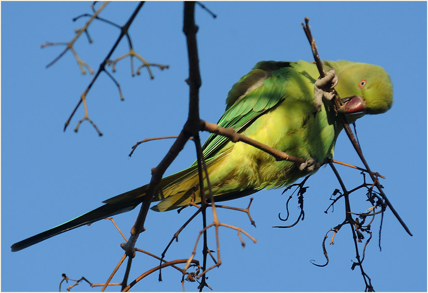 Halsbandsittich im Trompetenbaum
