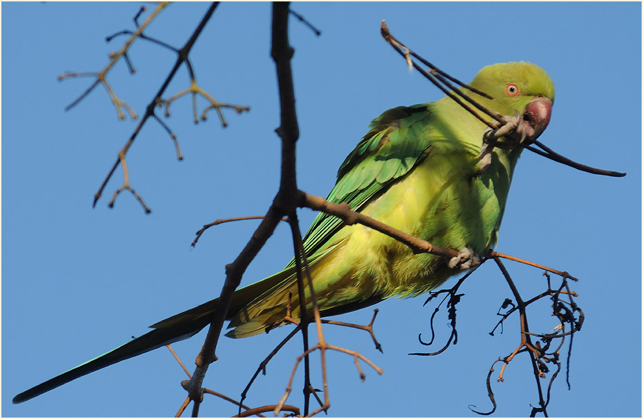 Halsbandsittich im Trompetenbaum