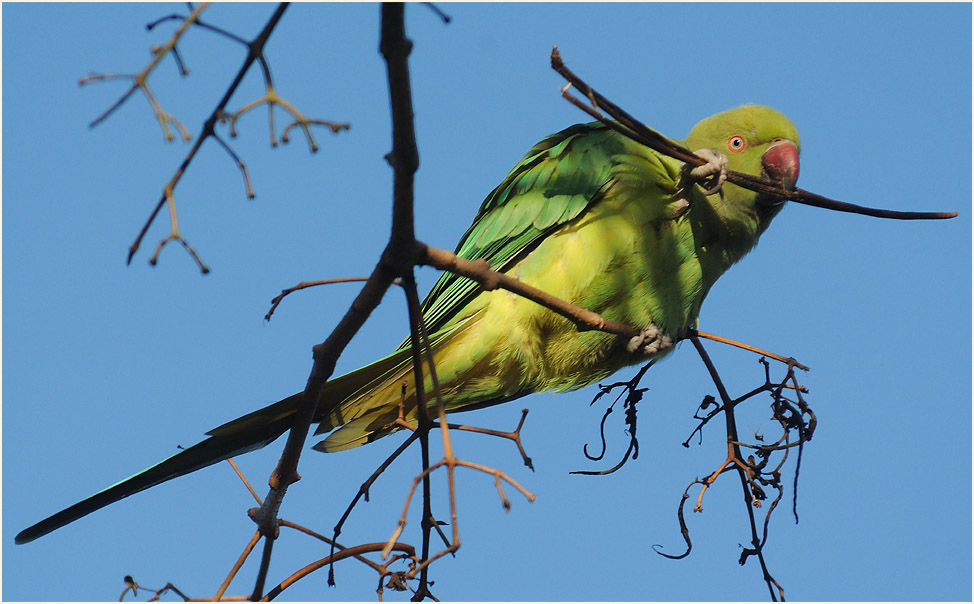 Halsbandsittich im Trompetenbaum
