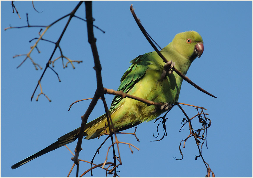 Halsbandsittich im Trompetenbaum