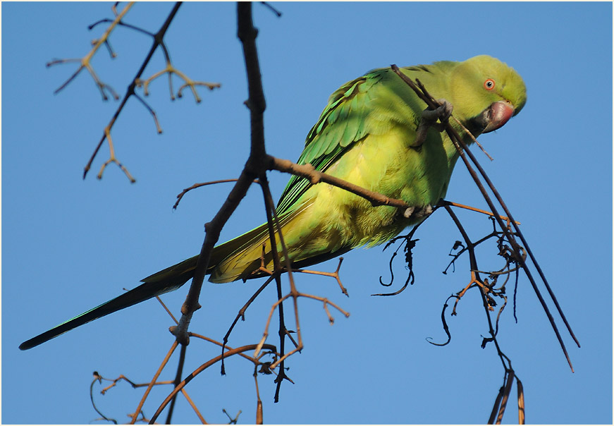 Halsbandsittich im Trompetenbaum