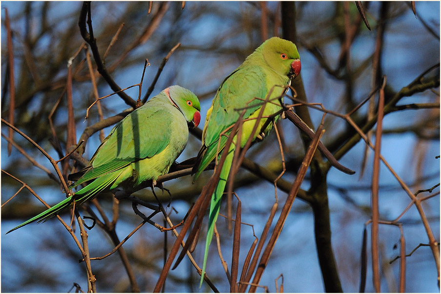 Halsbandsittich im Trompetenbaum