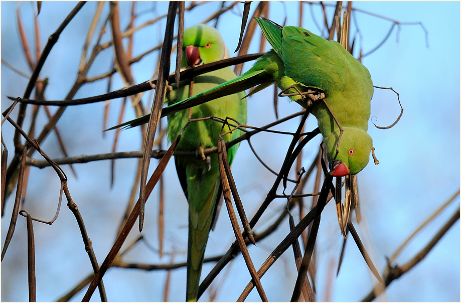 Halsbandsittich im Trompetenbaum