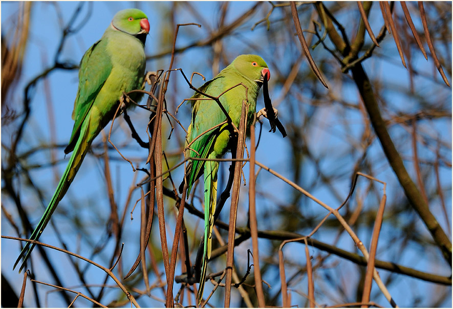 Halsbandsittich im Trompetenbaum